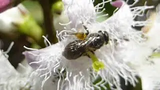 I need ID please - I think this one is maby - Gall wasp - Cynipoidea - Hn&uacute;&eth;vespu&aelig;tt - Skord&yacute;r