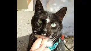 Chin rest training (English)