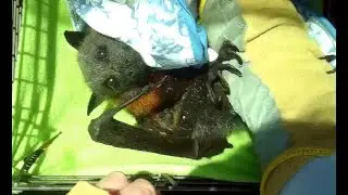Rescuing a flying-fox tangled in fishing line:  this is Tarbi