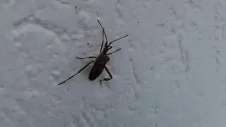 Kever / Tor / Insect / Beetle