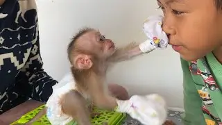 Happy family!! The intelligent monkey LIORA enjoys playing with her family