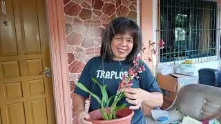 Oncidium Sharry Baby gx (Dancing Lady Orchid) || vlog 65