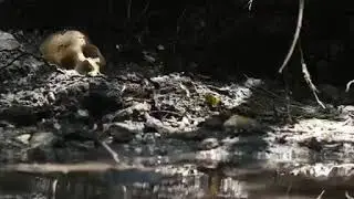Savage Dog opening fight scene