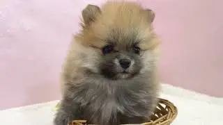 【ペットショップマルワン板橋志村坂下店】どの角度から見ても◯！小さなかごにすっぽり収まってしまうほどミニマムなポメラニアンちゃんが登場♡