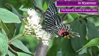 [HD] Bhutan Glory (Bhutanitis lidderdalii) in Myanmar