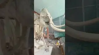 Do you think it is a fossil of an elephant or just its bones? Let me know in the comments! #animals