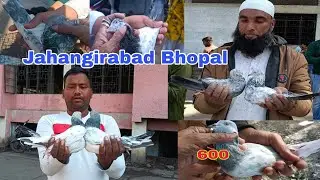 Jahangirabad kabutar market Bhopal#Lebra#Malwa#birds 