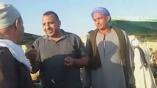 اسعار الاغنام اليوم بسوق الثلاثاء بسمالوط
