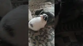 #entertainment #bollywood #rabbit #pets #babypet #babyrabbit #bunny