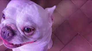 bagre - cantinho pra voc&ecirc;