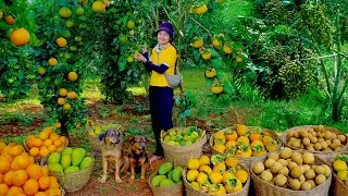 FULL:Harvest Fruits:Longan,Soursop,Persimmon,Orange,Mango,Jackfruit,Star Apple To Sell At The Market