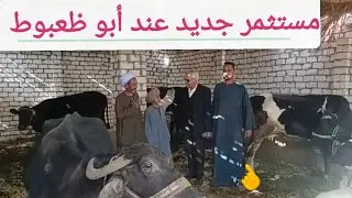 بقر وجاموس والد وعشر ولحم بأجمل الاسعار من أبو ظعبوط ١٣/ ١/ ٢٠٢٦م
