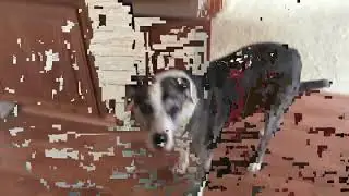 My first attempt at datamoshing (Read description)