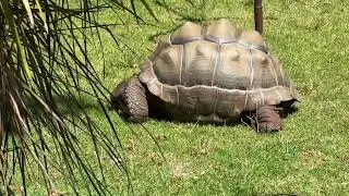 Australia Vlog: Melbourne Zoo Australia #melbourne #australia #australiazoo #zoo 