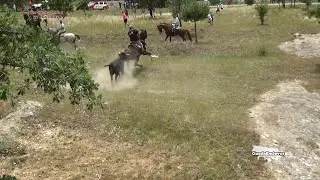 Novillos Valientes en Soria - La Saca (Soria 27-06-2024) GuadaEncierros