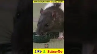 4 Amazing Fact 2022 Fact Video #short #shortbeta