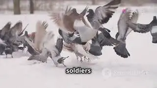 The Fascinating History of Pigeon Racing