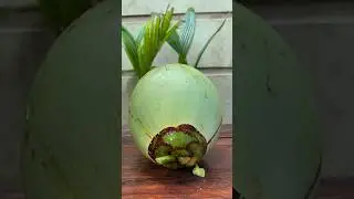 fantastic coconut cutting #coconut #satisfying