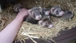 Good Morning baby ferrets!