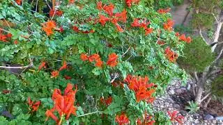 What's In Bloom  -  Cape Honeysuckle