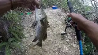 Strike bertubi-tubi siakap/barramundi di spot larangan v9
