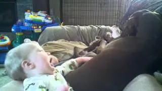 Harry and Herm Dogg.