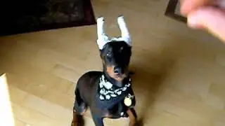 Doberman puppy tricks