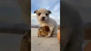 #funnyvideos #funny #dog #animal#cute #zoo #nature