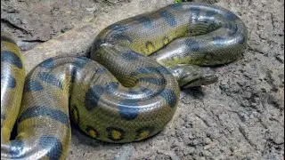 Top 5 Most Dangerous Animals in the Philippines