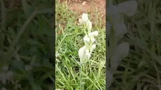 கண்ணுல கட்டையை குட்டி என்னை ஆளும் ராசாவே#flowers #youtubeshorts #short