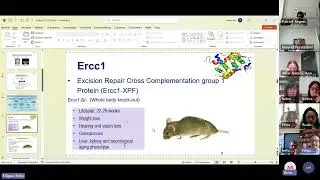 WG2 Presentation:  Modeling vascular aging in mice (without having to wait too long)
