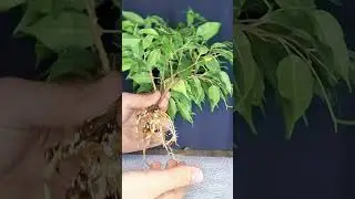 Ficus fusion bonsai project #bonsai #ficusbonsai #plants #bonsaiprojects #diy #diybonsai #ficus