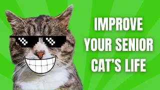 10+ Tips to Keep Your Senior Cat Healthy and Happy (Ultimate Guide!)