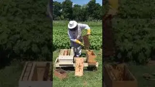 Nucleus Starter Colony of Honeybees Austin honey company