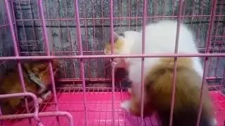Breeding kucing persia, peaknose, flatnose