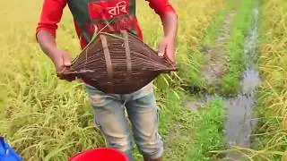 traditional  fishing trap | traditional way of fishing | bangladesh fish  # 6