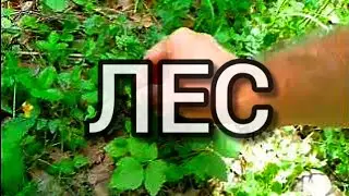ЛЕС 7 ИЮЛЯ 2023 | FOREST 7 JULY 2023