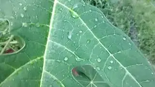 Motorola one fusion plus macro camera Video jaroor Dekhe ek Bar