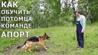 Как обучить питомца команде Апорт