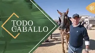 TodoCaballo | Peculiar carrera de mulas en Umbrete
