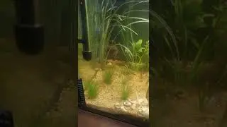 New Fluval 307 canister filter watch full set up and review on iansfieldofgreens2021