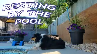 Peaceful - resting on the pool deck - nature sounds and peaceful music - Arrow enjoying quiet time