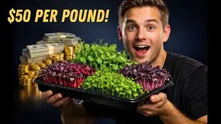 20 Profitable Microgreens That Will Make You A Millionaire