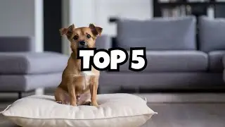 5 Surprising Dog Breeds Perfect Apartment Living