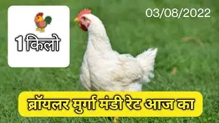1Kg Chicken Rate Today|| Broiler Rate Today||Aaj Ka murga Mandi Rate||