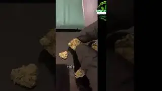 Experience with Maryland Mantis - Not for Beginners