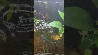 I Can't Believe I Setups This Aquarium for Kings Aquatics Full Video in comments #foureyedfish