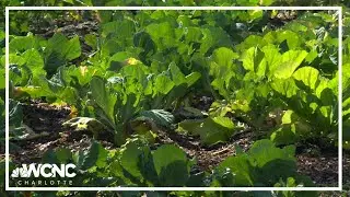 Push to preserve farmland amid rapid growth in the Charlotte area