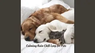 Calming Pet Raindrops