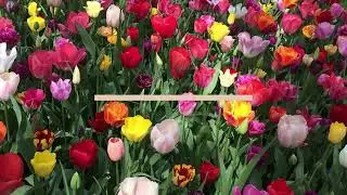 Fa￼de To yo by Alvin, a great day for me and I am grateful to